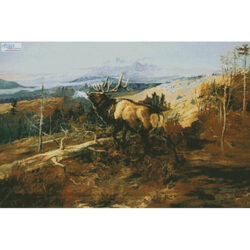 The Elk (Charles M)