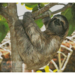 Three Toed Sloth (hotshotsworldwide - Fotolia)