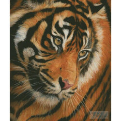 Tiger Face Portrait (David Stribbling)