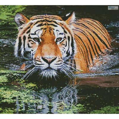 Tiger in Swamp (Crop) (Andreas Breitling)