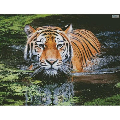 Tiger in Swamp (Large) (Andreas Breitling)