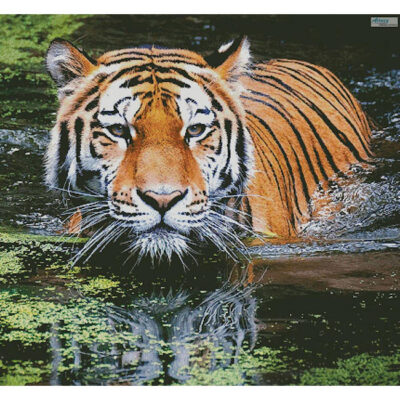 Tiger in Swamp (Large Crop) (Andreas Breitling)