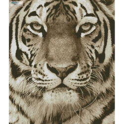 Tiger Portrait (Sepia) (Andy Gehrig - Getty Images)