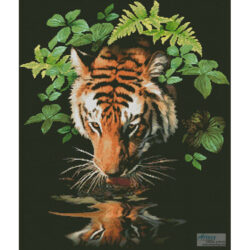 Tiger Reflection (Howard Robinson)