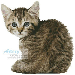 Timid Kitten (Michael Kloth - Corbis)
