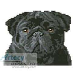 Tiny Black Pug (www.photostogo.com)