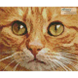 Tiny Ginger Cat Close Up (Alexas Fotos)