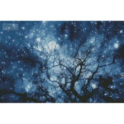 Tree Silhouette against Starry Night (Large (Robert Llewellyn - Corbis)