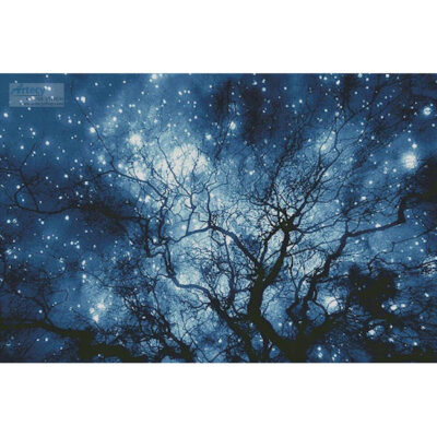 Tree Silhouette against Starry Night (Large (Robert Llewellyn - Corbis)