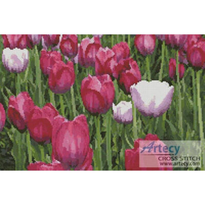 Tulips photo (www.photos.com)