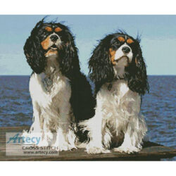 Two Cavalier King Charles (David Shankbone)