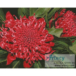 Waratah (Oz Photo)