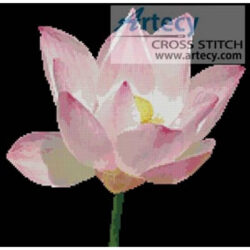 Water Lily (C Stoehr)