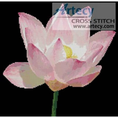 Water Lily (C Stoehr)