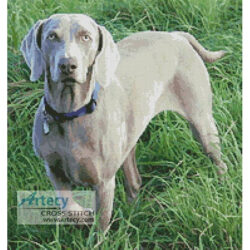 Weimaraner (Snork from Morguefile)