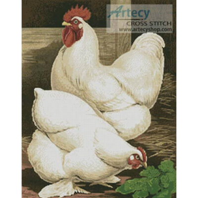 White Cochin Chickens