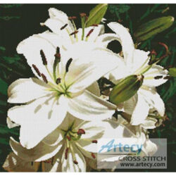 White Lilies Photo