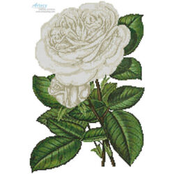 White Roses Print (an antique print)
