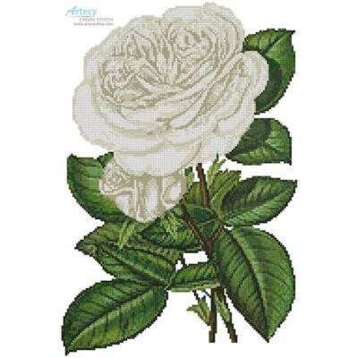 White Roses Print (an antique print)