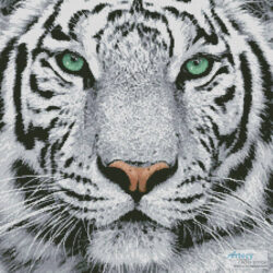 White Tiger Close Up (Oleg Kozlov - Fotolia)