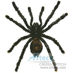 White Toe Tarantula (Pulse - Corbis)