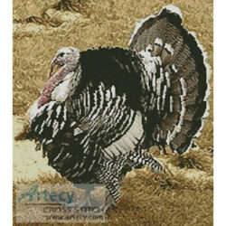 Wild Turkey (sideshowmom from www.morguefile.com)