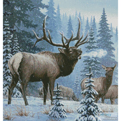 Winter Elk (Crop) (Larry Zach)