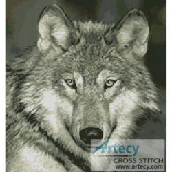 Wolf Close Up (www.photostogo.com)