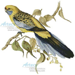 Yellow Rumped Parakeet (Fine Rare Prints)