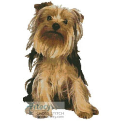 Yorkshire Terrier 2 (www.photos.com)