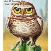 Burrowing Owl