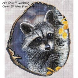 Aspen Eyes (Raccoon) (Cliff Rossberg)